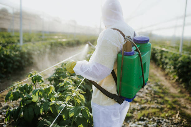 Best Wasp Removal Services  in Calhoun City, MS